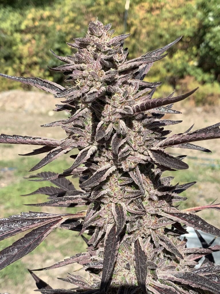 White Runtz X Slapz 25ct Regs