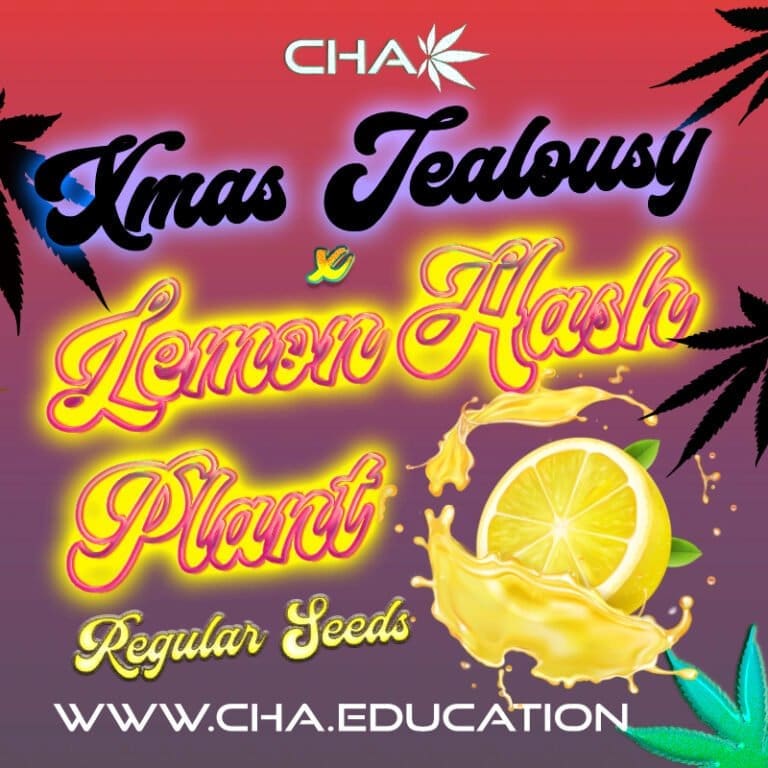 Xmas Jealousy x Lemon Hashplant LHP (LE) 25 CT regs