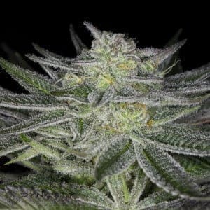 Huckleberry Kush V4 12ct Regs