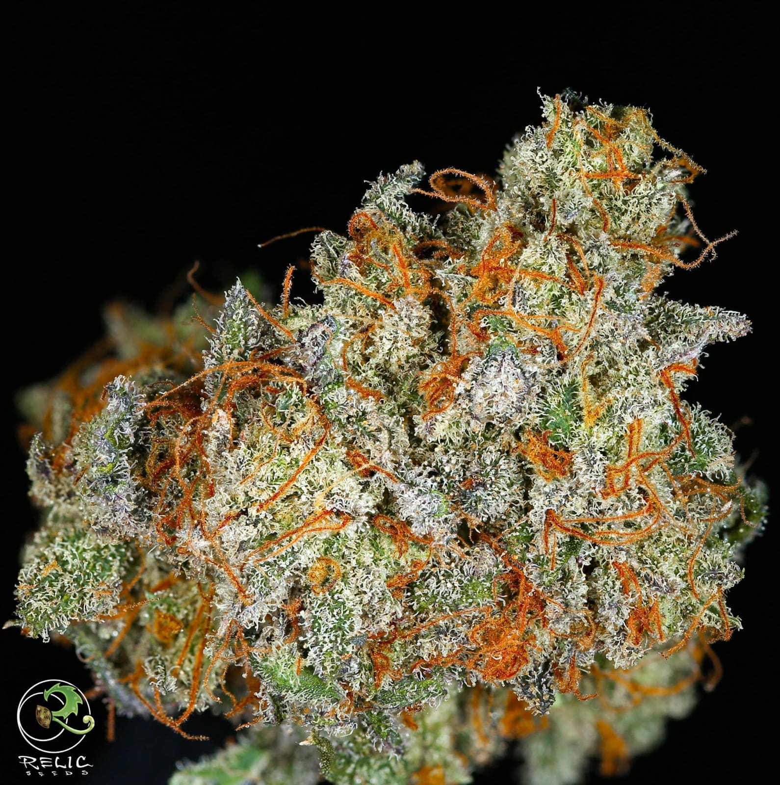 Cookies and Cheese 12 ct regs