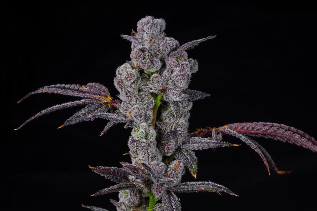 Lollipopz 10ct Fems
