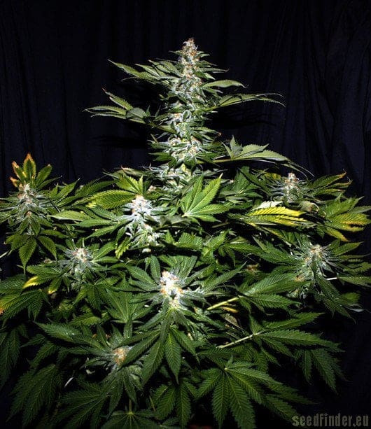 HINDU KUSH FEMS