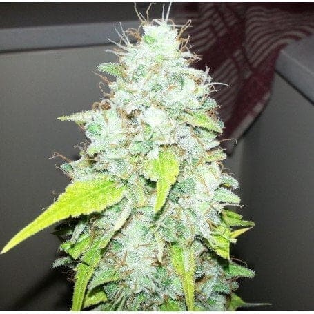 AFGHAN KUSH X SUPER SKUNK FEMS