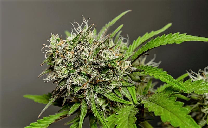 BUBBA KUSH FEMS