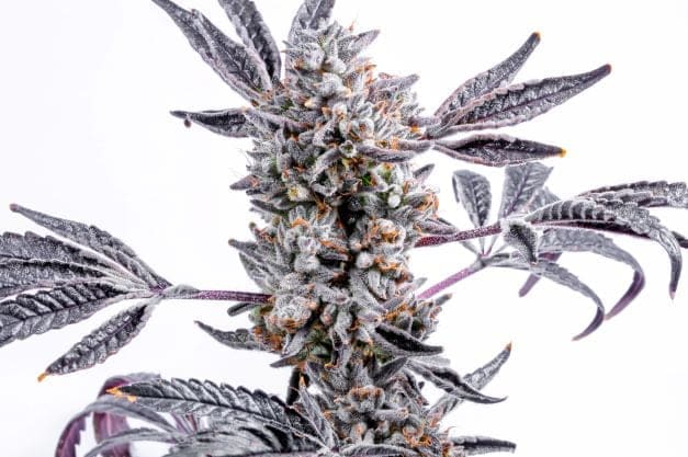 LEMON CHERRY DOSI 6ct FEMS