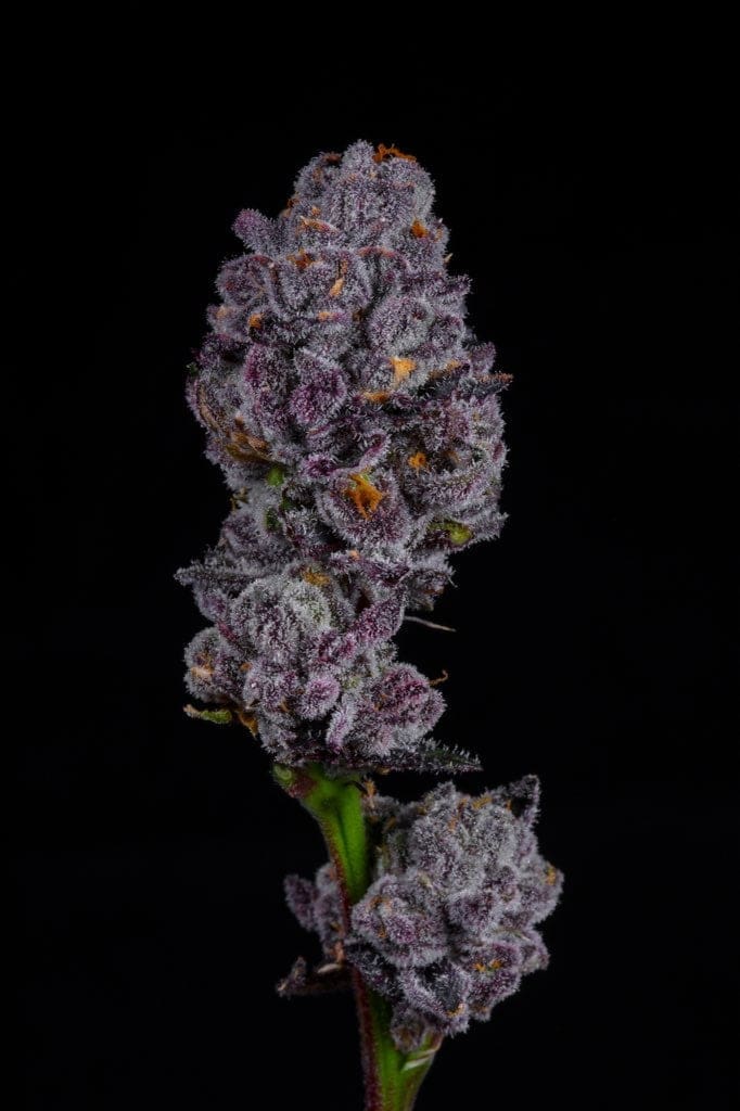 LEMON CHERRY PIE 10ct FEMS