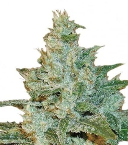 AK47 FEMS