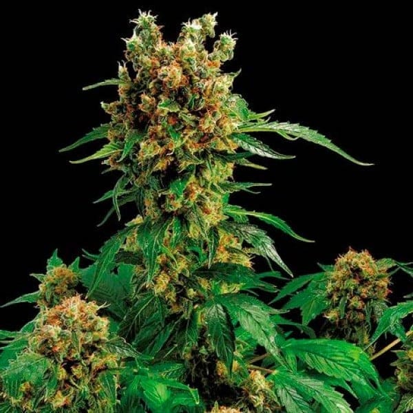 CALIFORNIA HASH PLANT FEMS