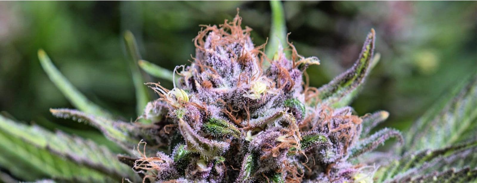 GRAPE APE FEMS