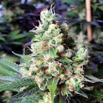 NY DIESEL FEMS