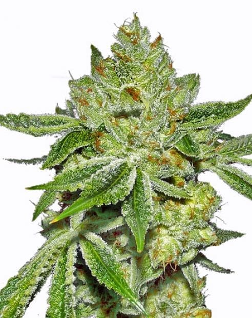 LEMON DIESEL FEMS