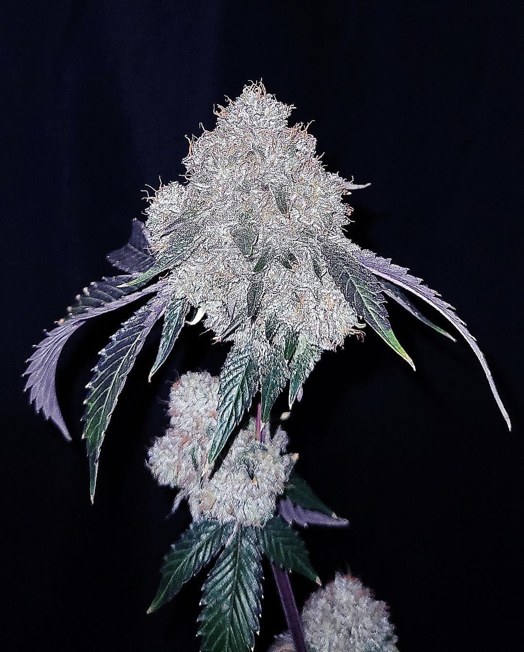 CHERRY ICE CREAM 5ct FEMS