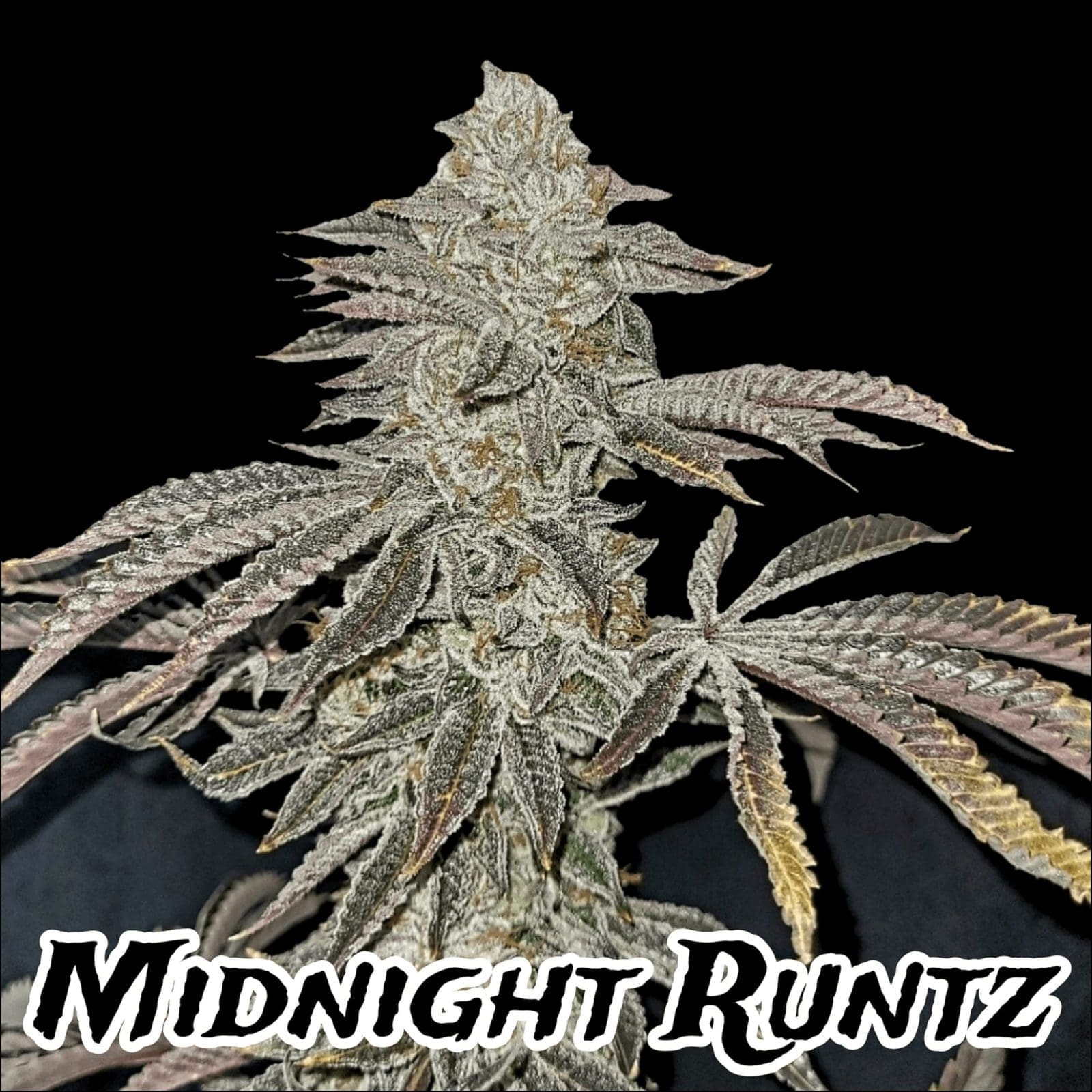 MIDNIGHT RUNTZ FAST FEMS