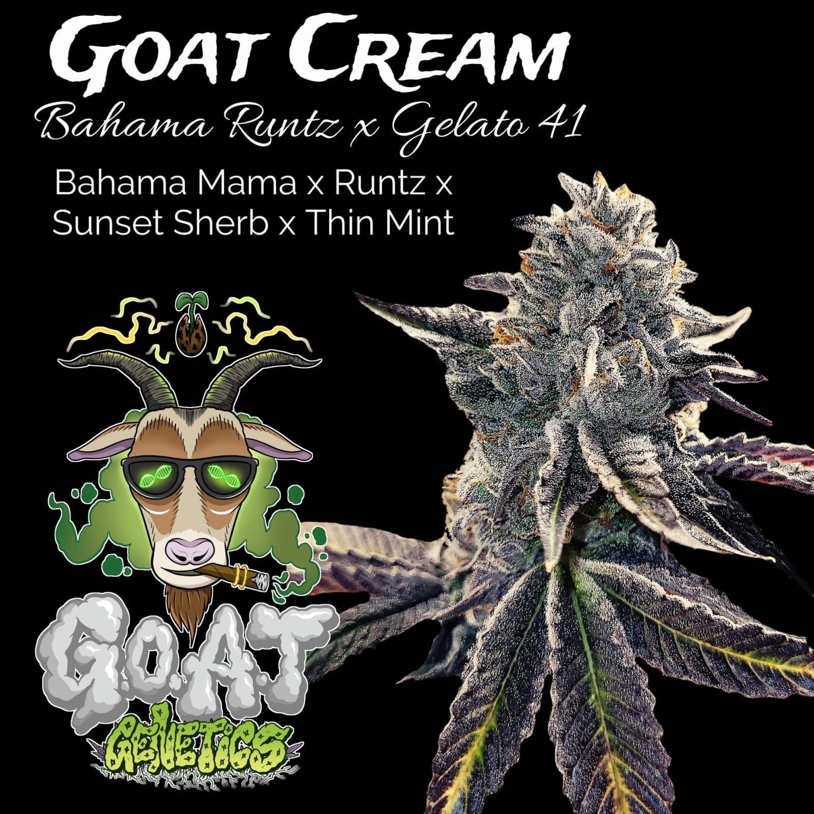GOAT CREAM 5ct FEMS - Image 2