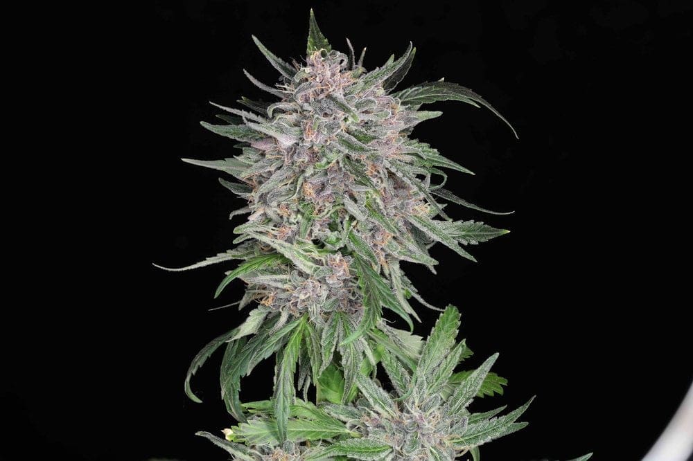 MSG (Mendocino Skunky Garlic) AUTOFLOWER