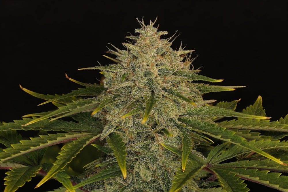 Ogreberry 6ct  AUTOFLOWER