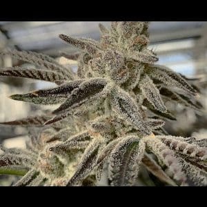SLURRICANE IX FEMS 5&10 PACKS