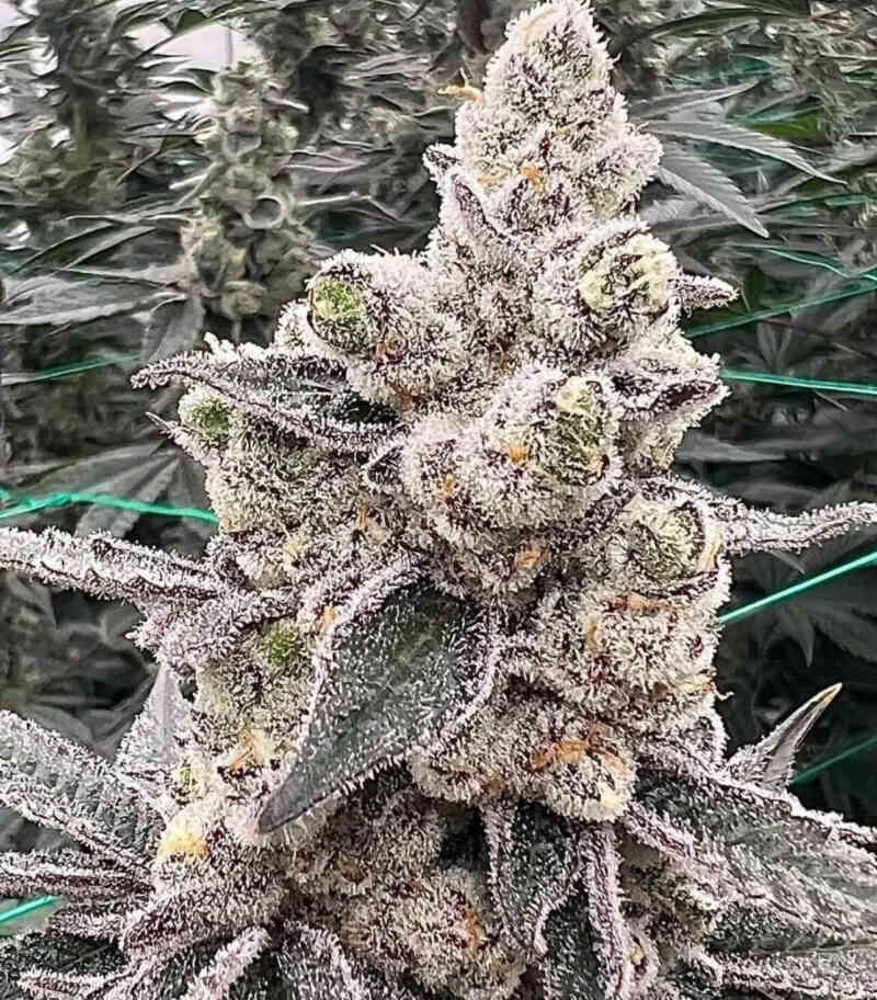 DEEP FRIED OREOZ FEMS 5&10 PACKS