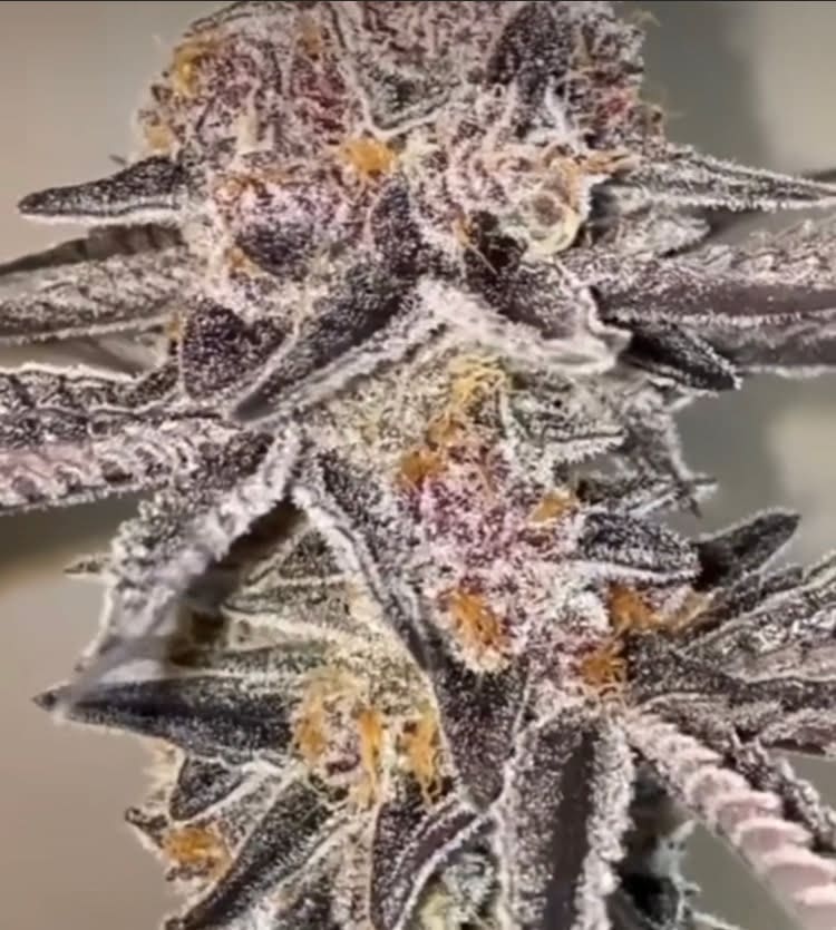 KING KUSH BREATH V2 FEMS 5&10 PACKS