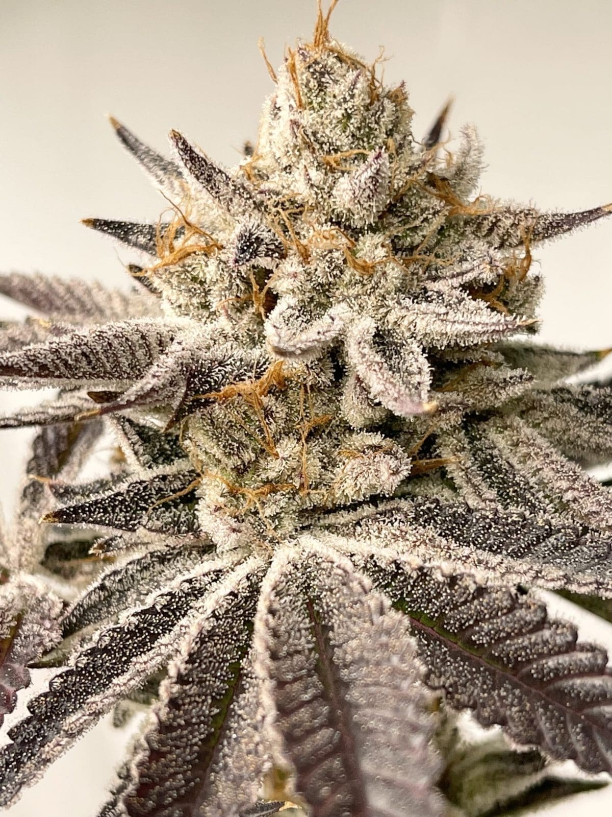 PLATINUM KUSH BREATH REMIX FEMS 5&10 PACKS