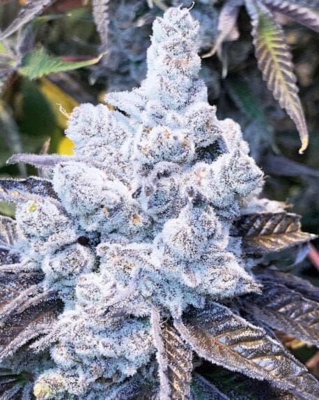 SLURRICANE #7 S1 FEMS