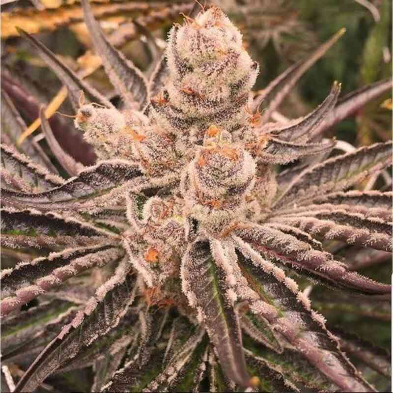 PLATINUM PURPLE CANDY FEMS 5&10 PACKS