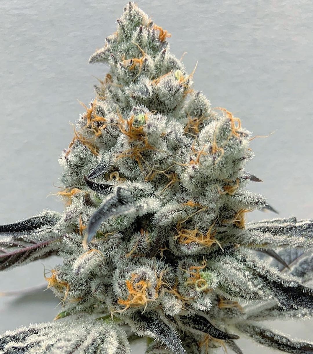 PLATINUM KUSH BREATH FEMS