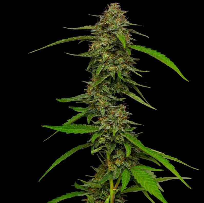 STRAWBERRY CHEESECAKE FEM AUTOFLOWER 10ct