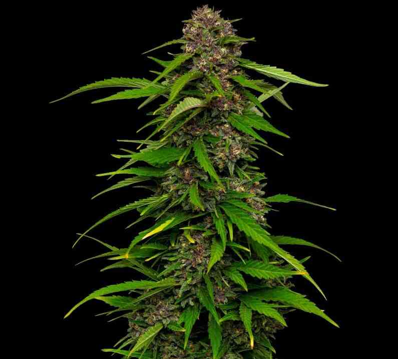 SQUIRT FEM AUTOFLOWER 10CT