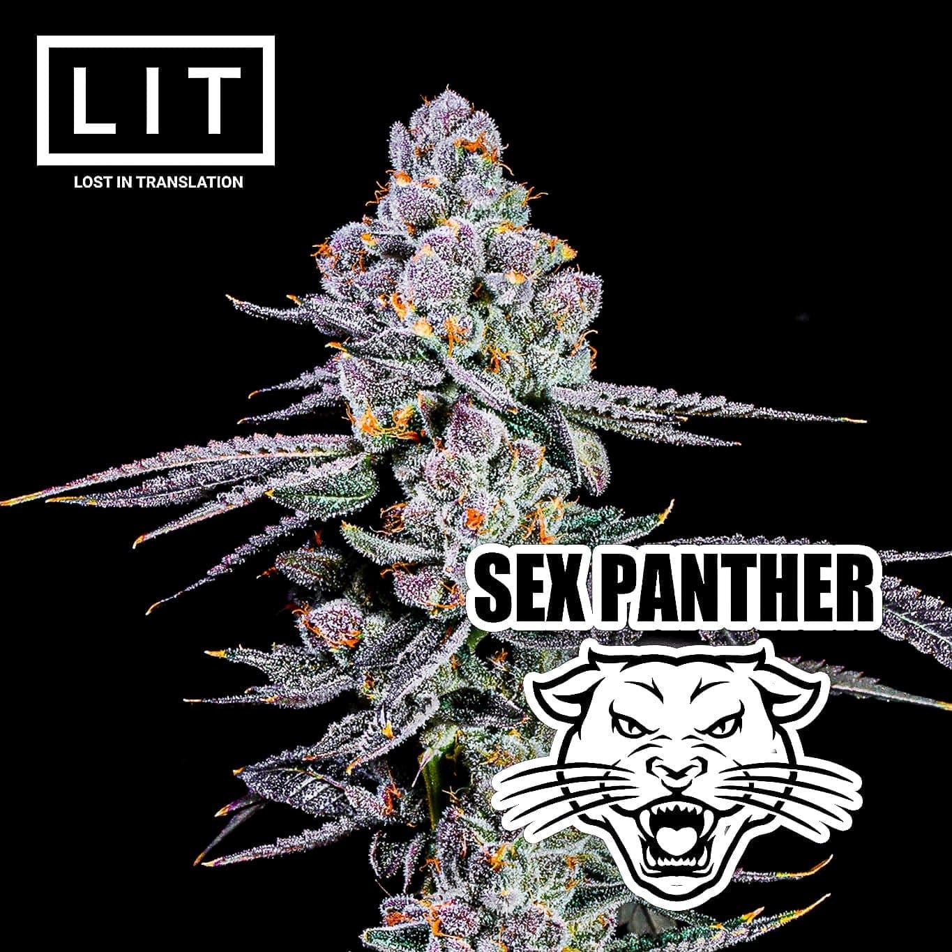 SEX PANTHER FEMS