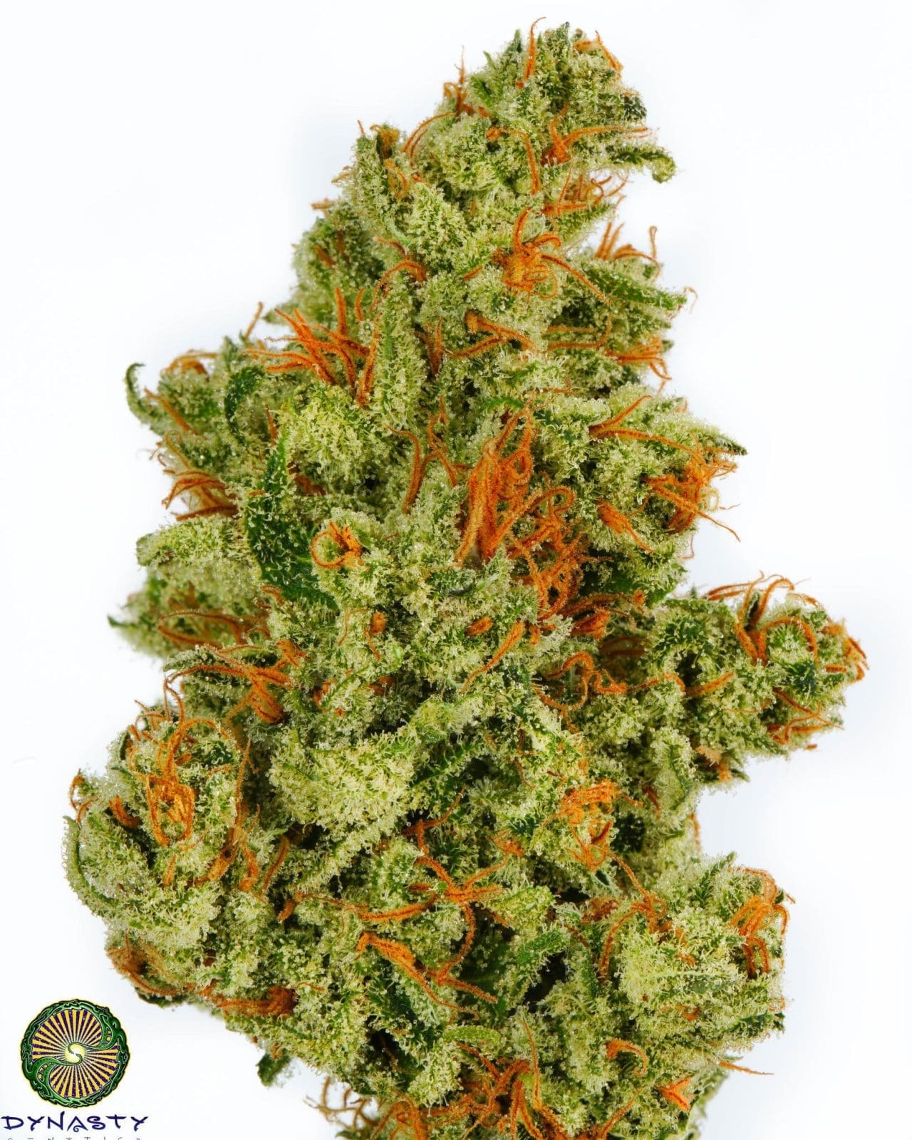 LIME CHERRY HAZE 12ct Regs