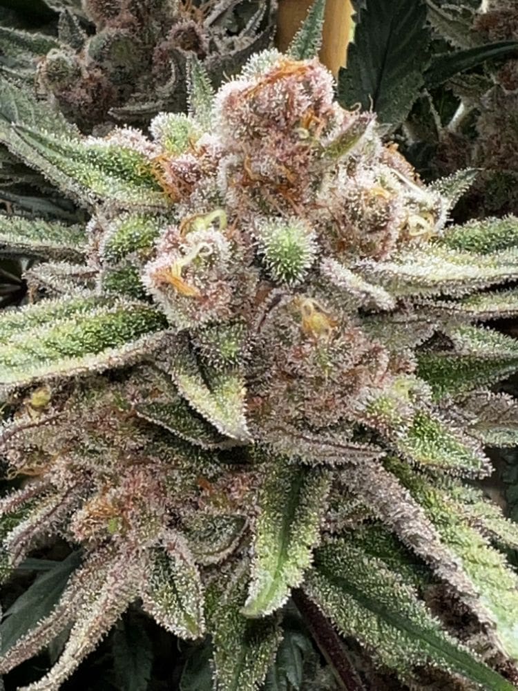 DETROIT RUNTZ X RASPBERRY BOOGIE 6ct FEMS