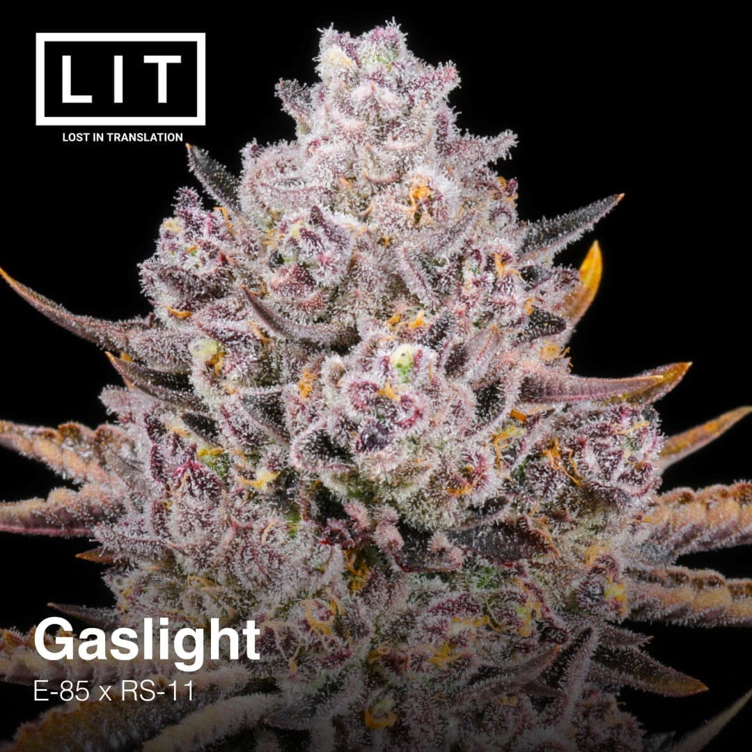 GASLIGHT 6CT FEMS
