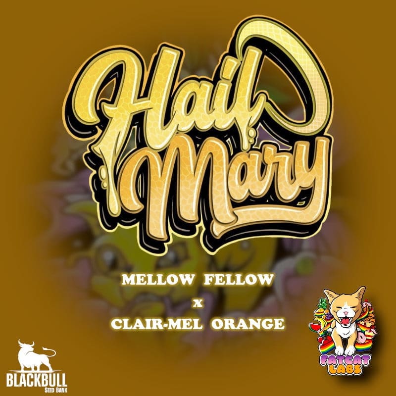 HAIL MARY 7CT FEMS PLUS FREEBIE
