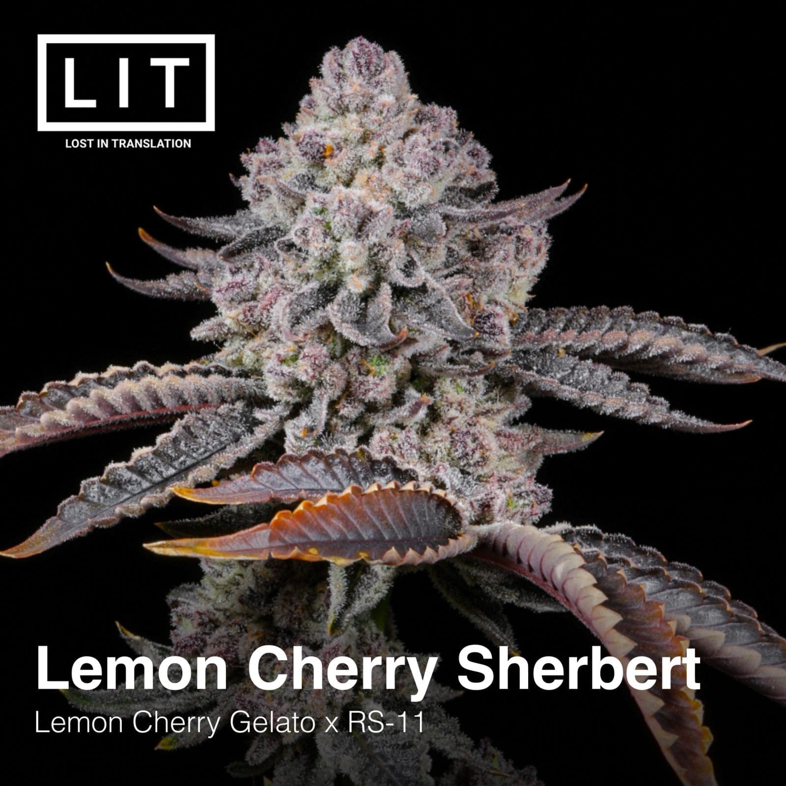 LEMON CHERRY SHERBERT 6CT FEMS