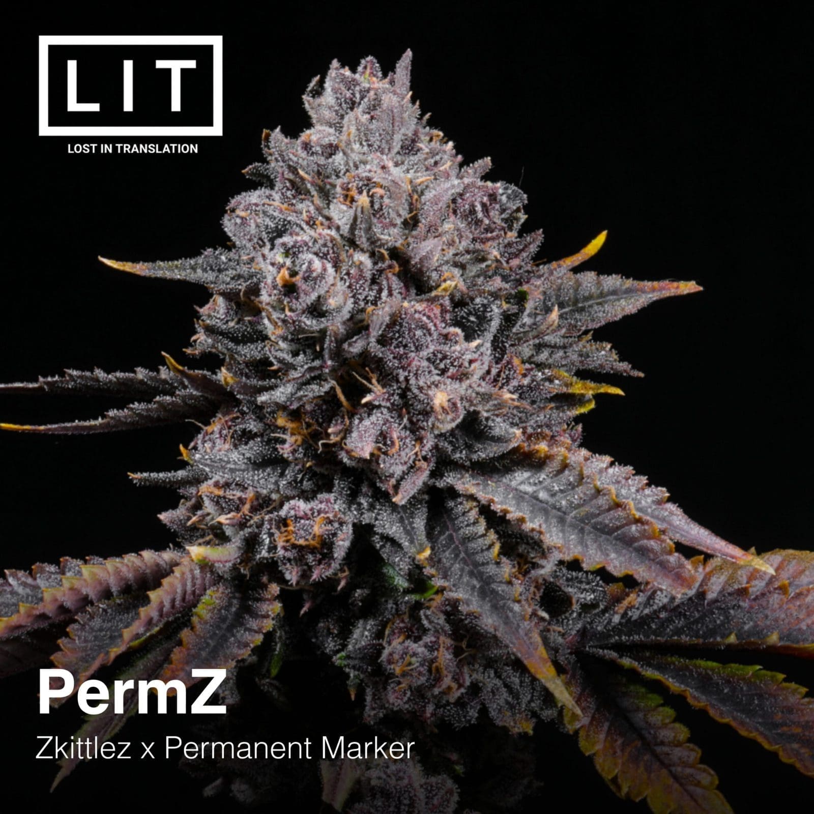 PERMZ 6CT FEMS