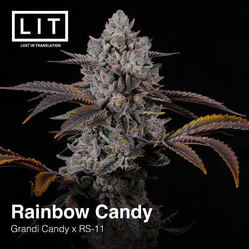 RAINBOW CANDY 6ct FEMS