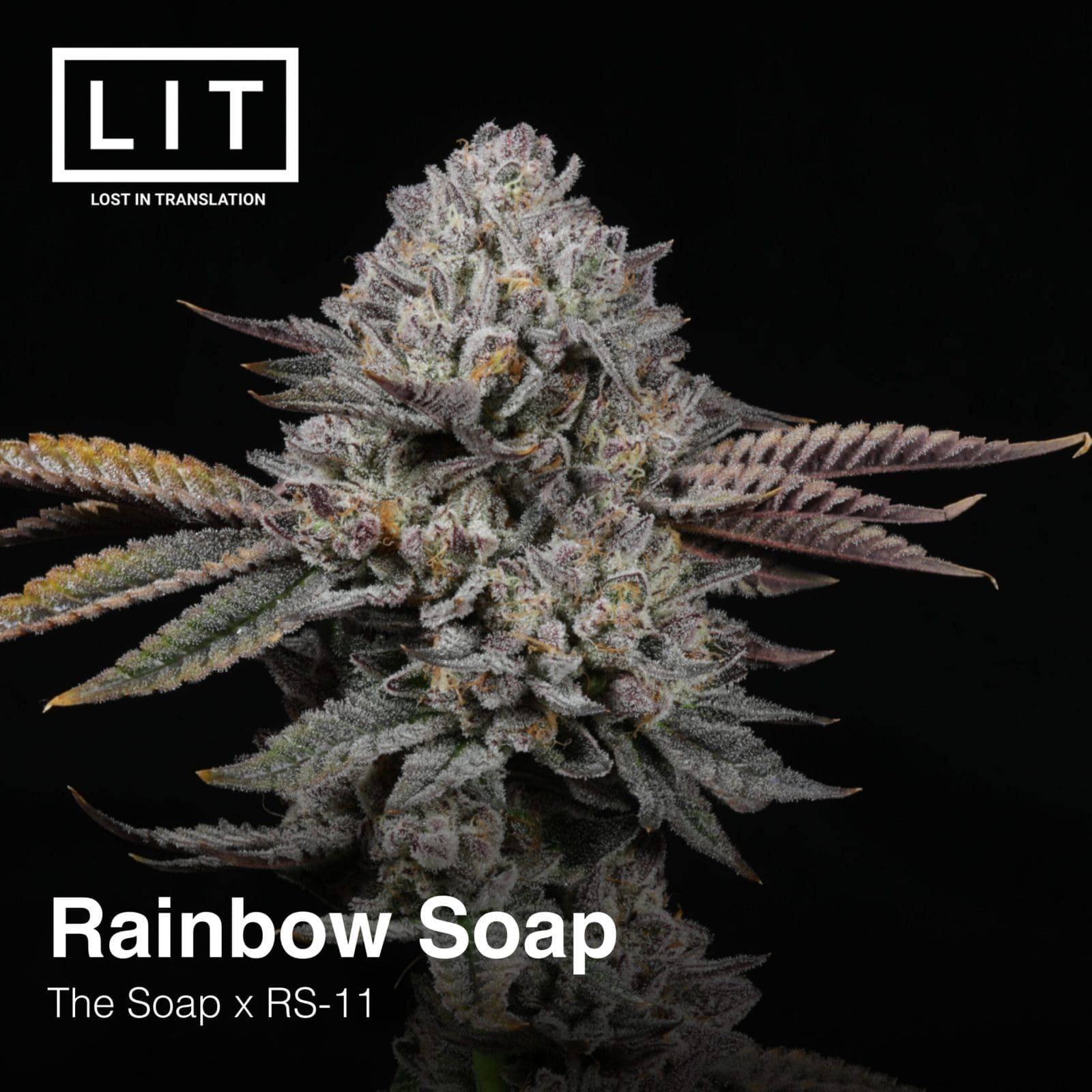 RAINBOW SOAP 6CT FEMS