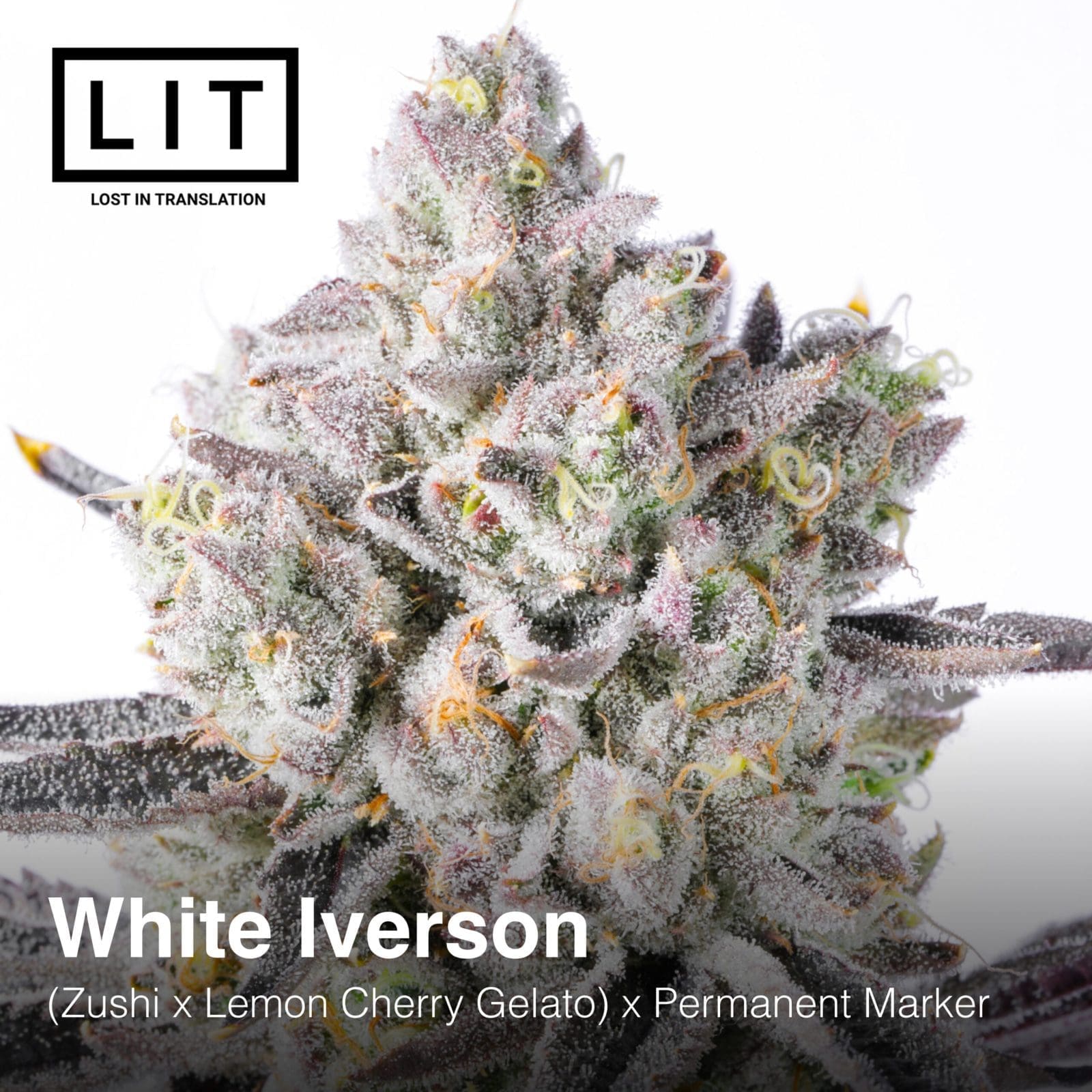WHITE IVERSON 6CT FEMS