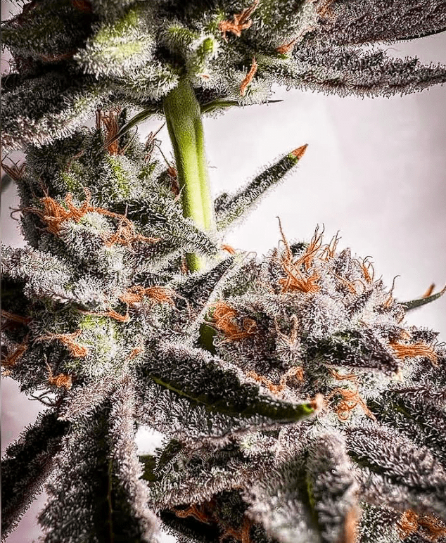 BUBBLEGUM RAINBOW 7CT FEMS PLUS FREEBIE