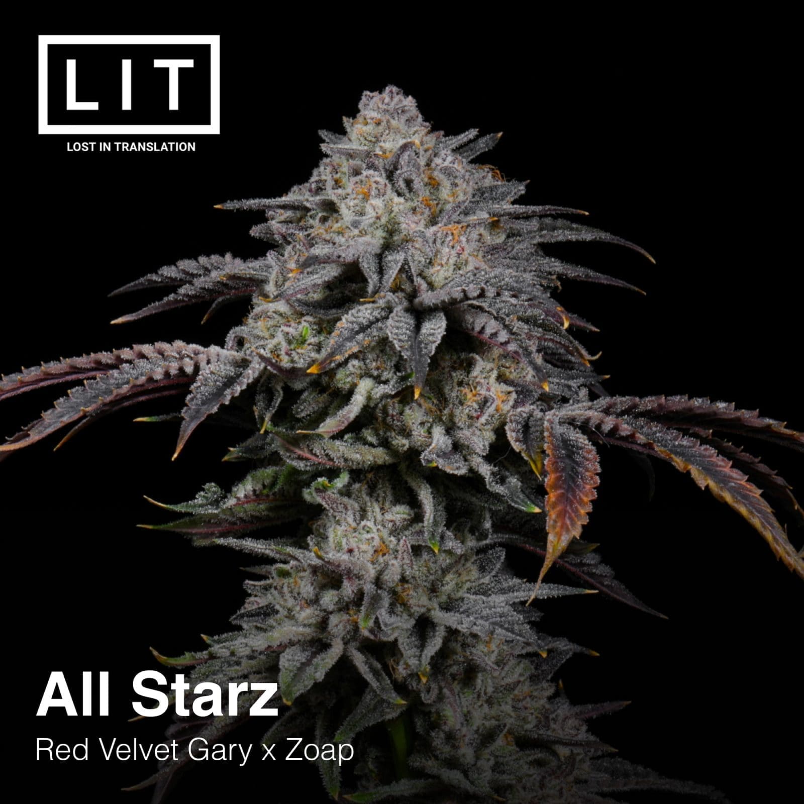 ALL STARZ 6ct FEMS