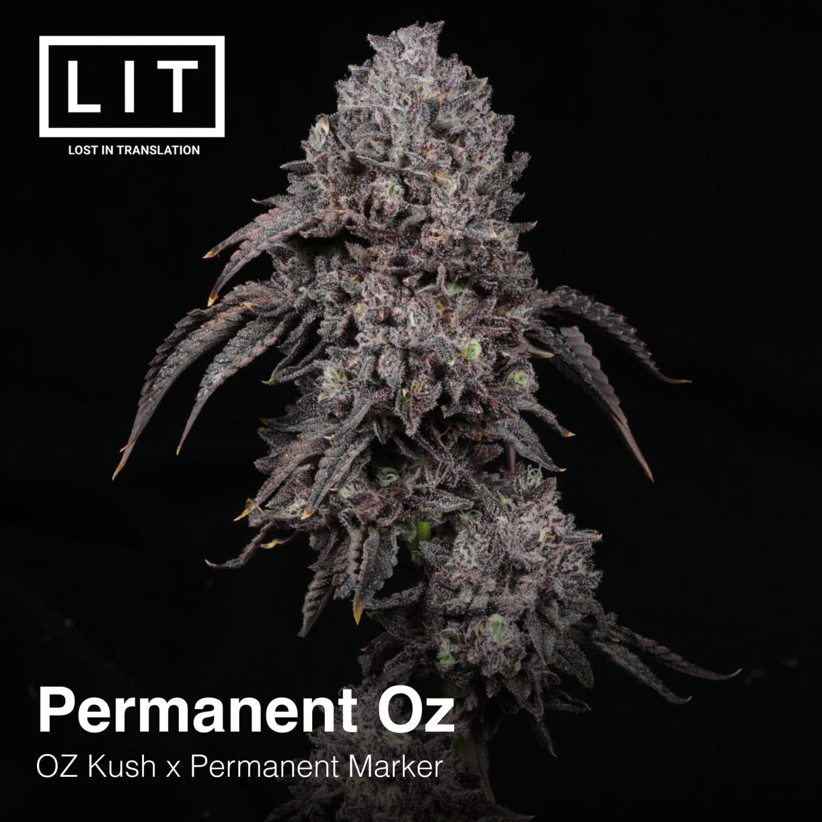 PERMANENT OZ 6ct FEMS