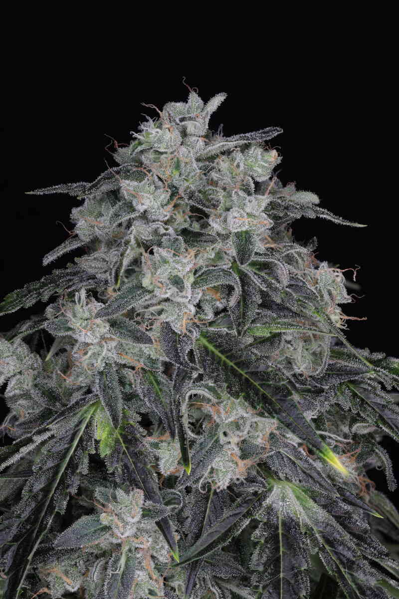 WEST COAST SOUR DIESEL FEMS