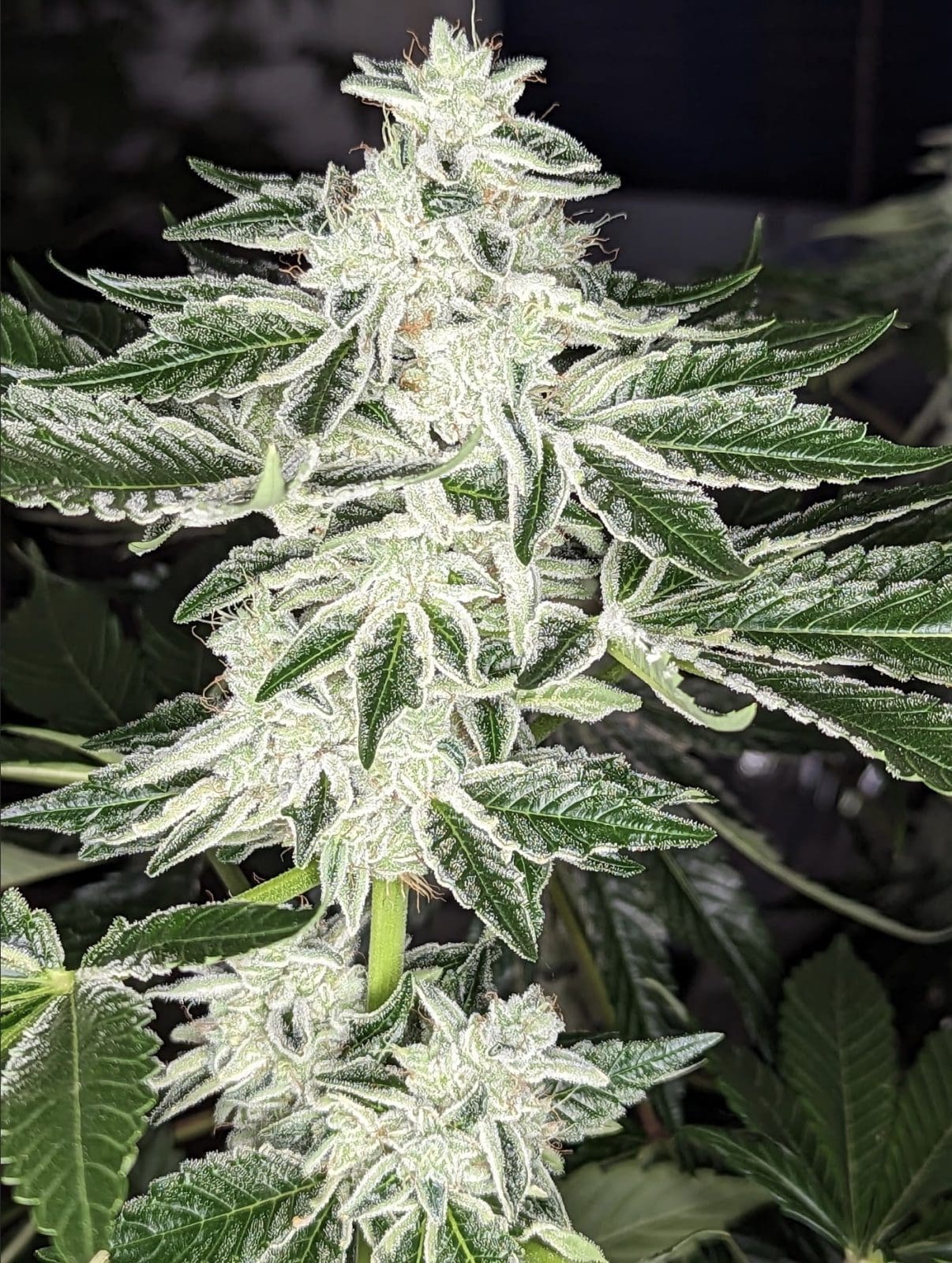 QUEEN OF DIAMONDS FEMINIZED