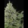 QUEEN OF DIAMONDS FEMINIZED - Image 3