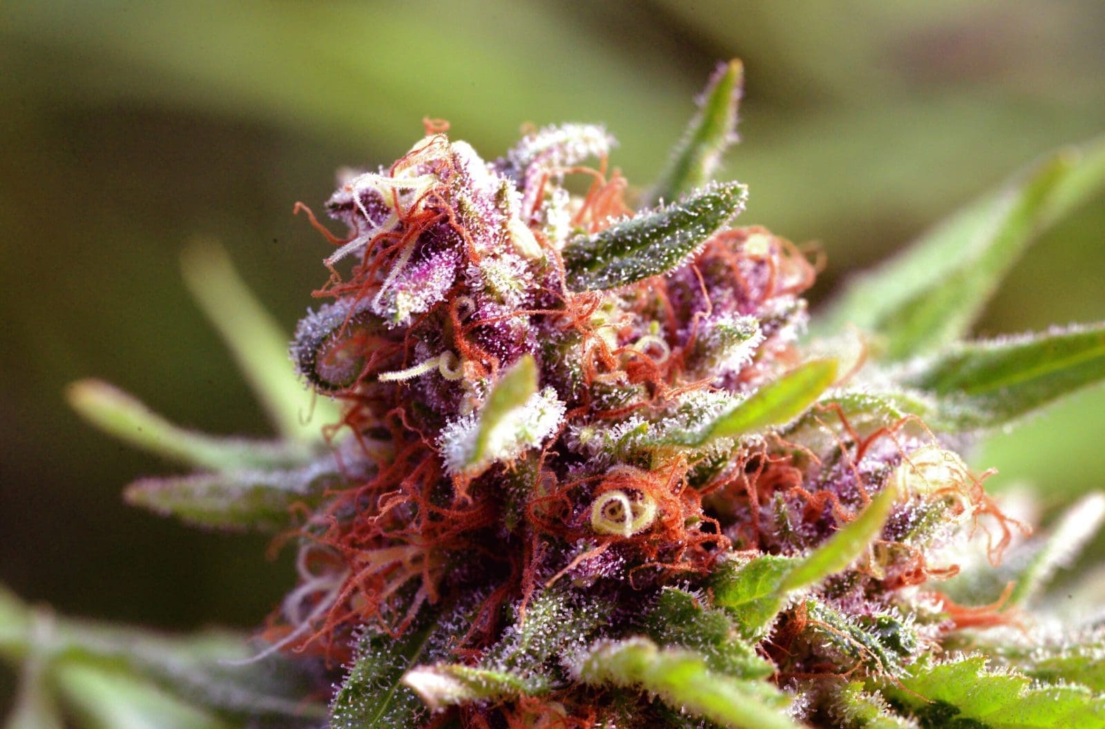 STRAWBERRY GLUE 15ct REGS