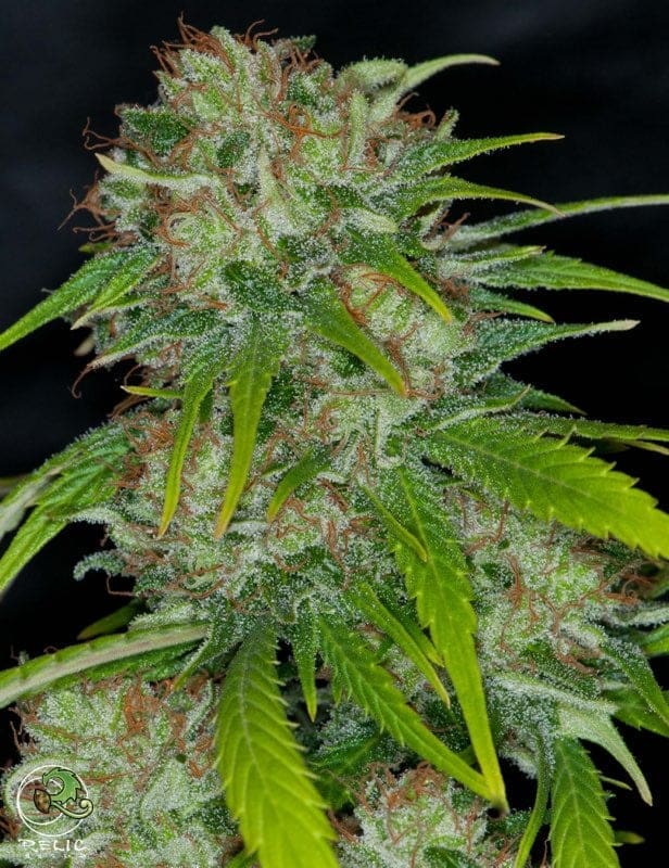 COUGH BX3 REG WITH PINEAPPLE COUGH FREEBIE  LIMITED RELEASE