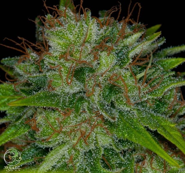 COUGH BX3 REG WITH PINEAPPLE COUGH FREEBIE  LIMITED RELEASE - Image 2