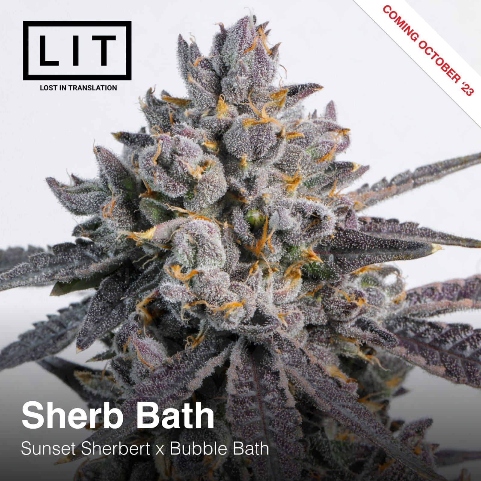 Sherb Bath 6ct Fems