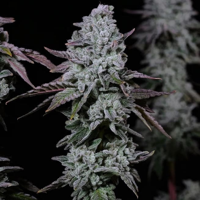 BANANA DADDY IBL AUTOFLOWER